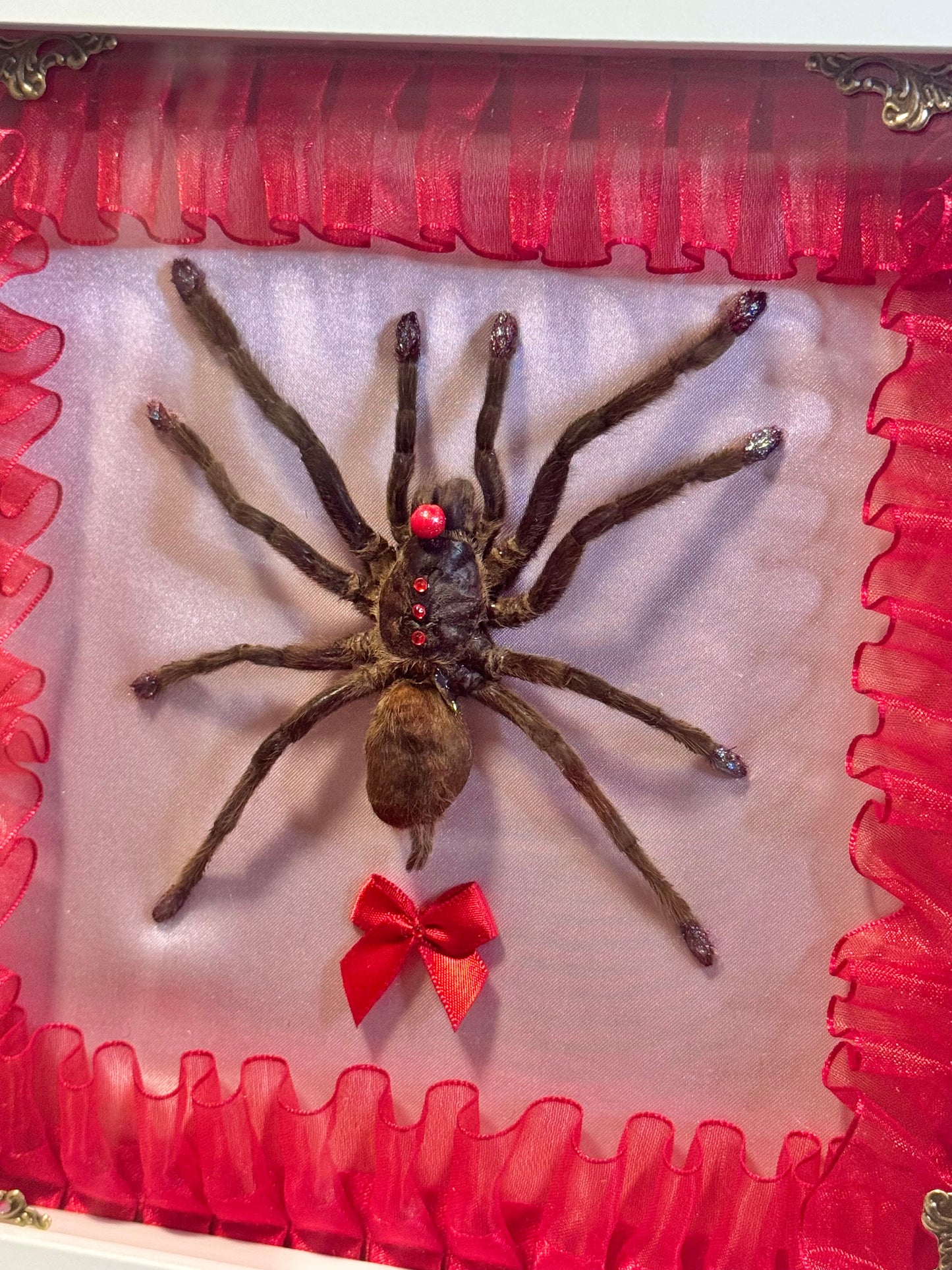 Clown Tarantula | Baby Pink and Red In White Frame