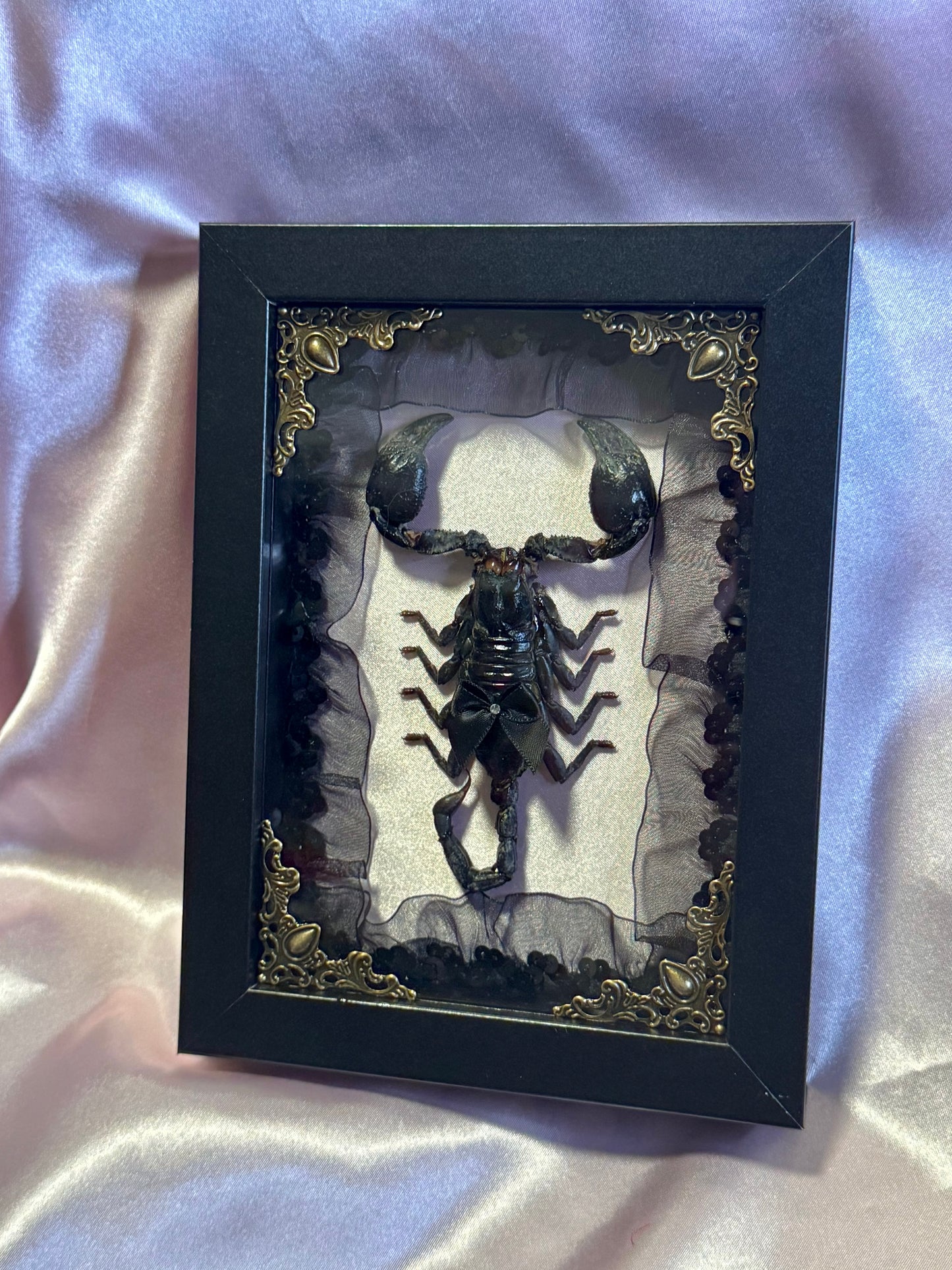 Asian Forest Scorpion on Lace