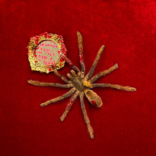 Candyman Tarantula