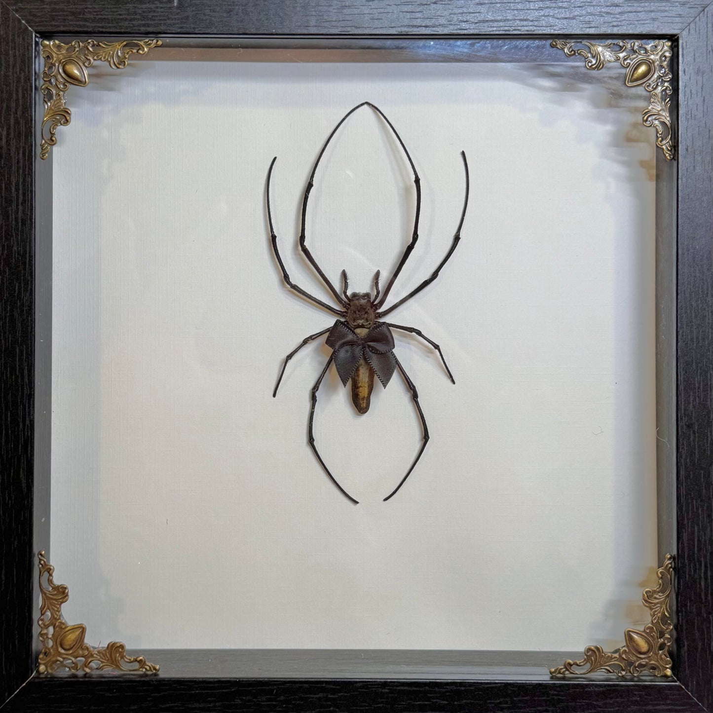 Orb Weaver With Cutie Black Bow