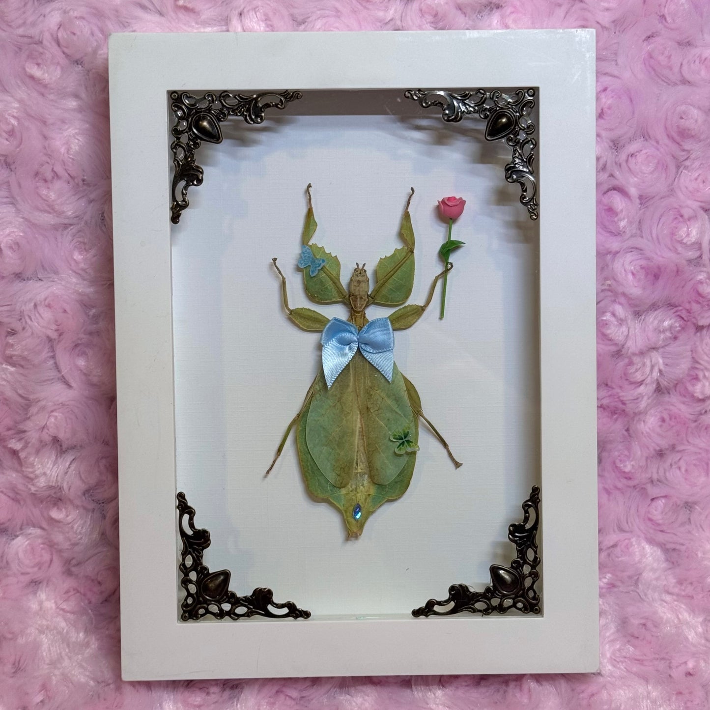 Green Leaf Insect In The Garden