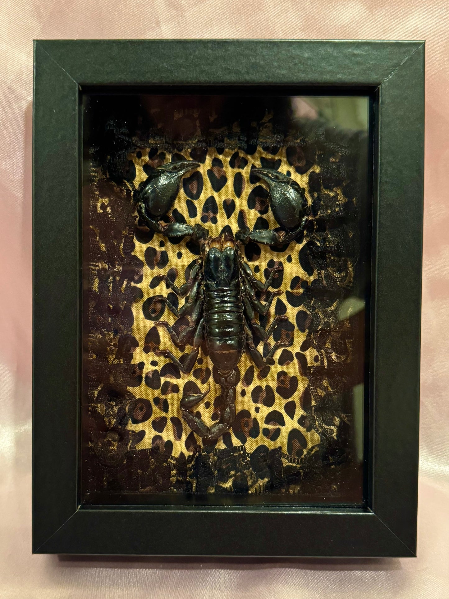 Asian Forest Scorpion On Cheetah Print