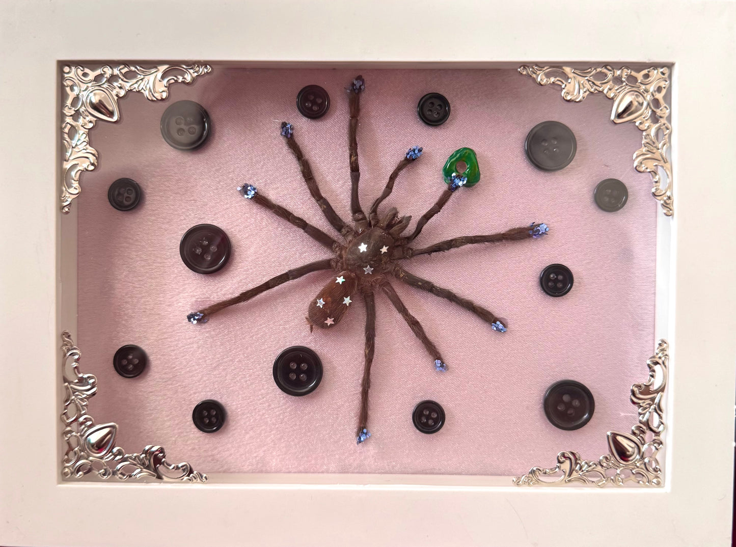 Coraline Tarantula