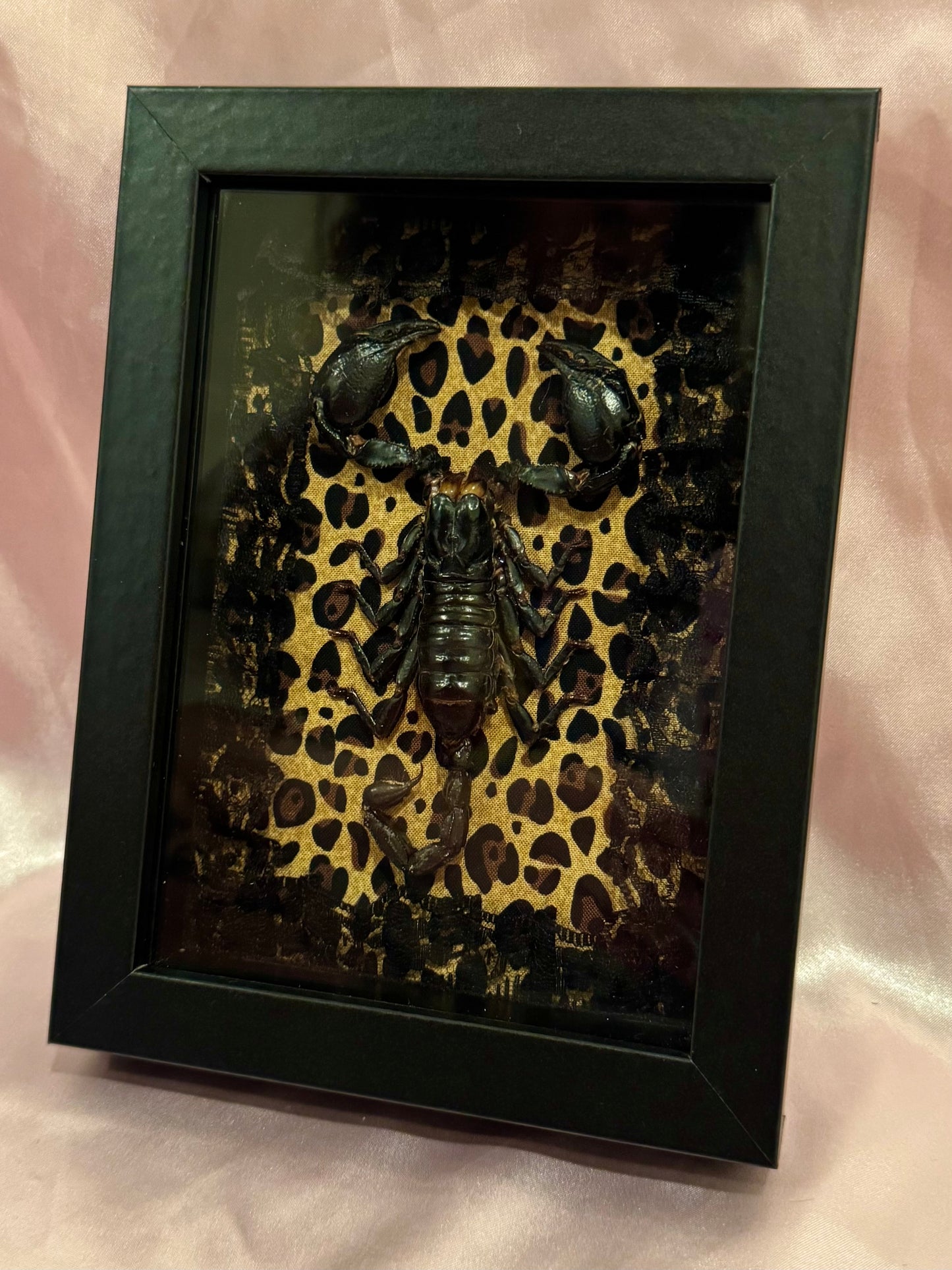 Asian Forest Scorpion On Cheetah Print